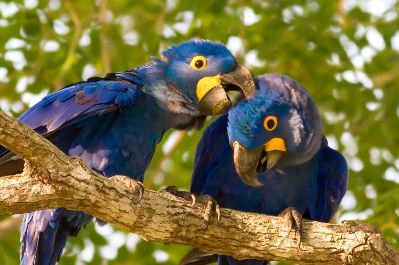 Southwild Pantanal Lodge Pixaim Exterior foto