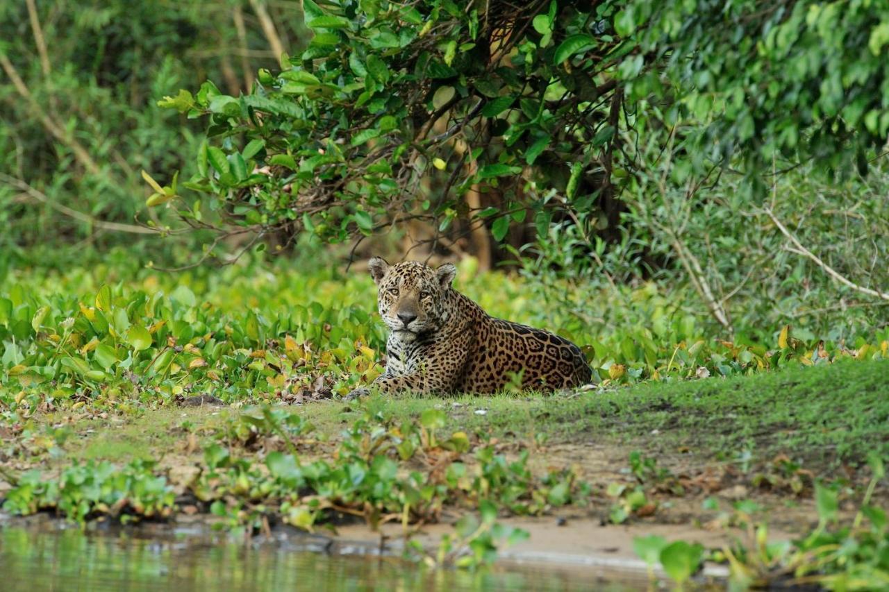 Southwild Pantanal Lodge Pixaim Exterior foto